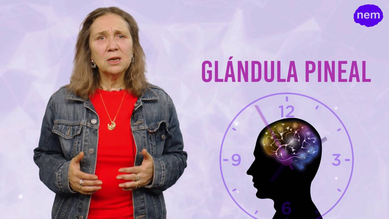 El papel de las estructuras cerebrales en el procesamiento emocional 1 El papel de las estructuras cerebrales en el procesamiento emocional