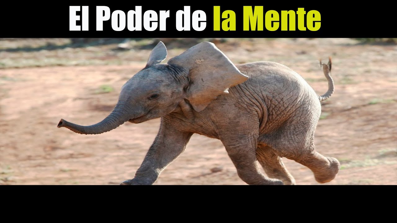 ¿Qué poder tiene el elefante? 1 ¿Qué poder tiene el elefante?