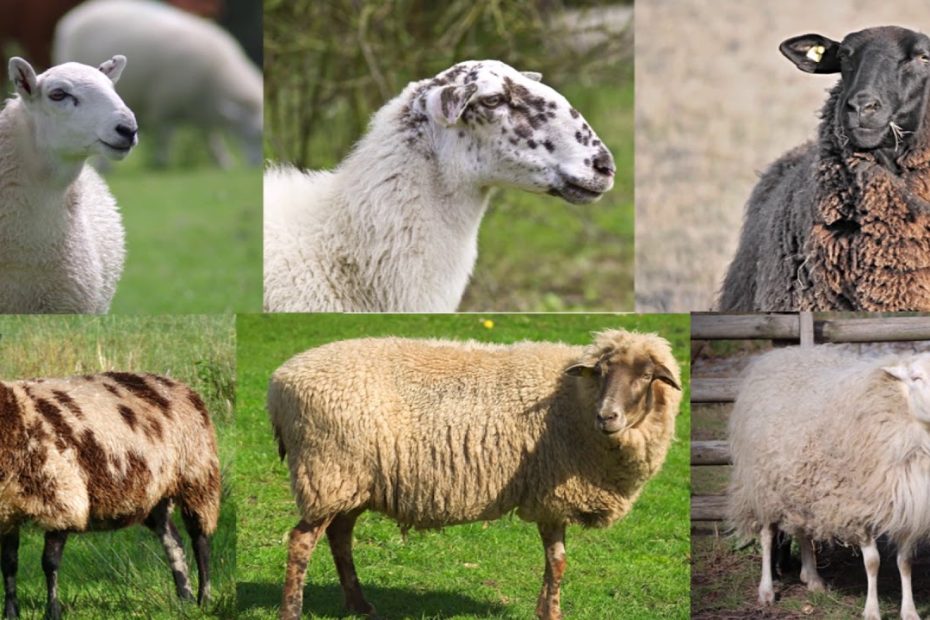 ¿Cuáles son las características de las ovejas?