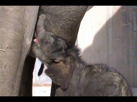 ¿Cómo se alimenta un elefante recién nacido?