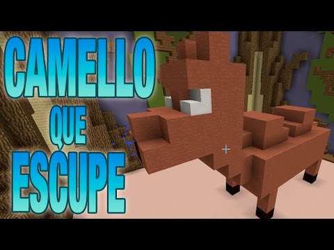 ¿Qué escupen los camellos?