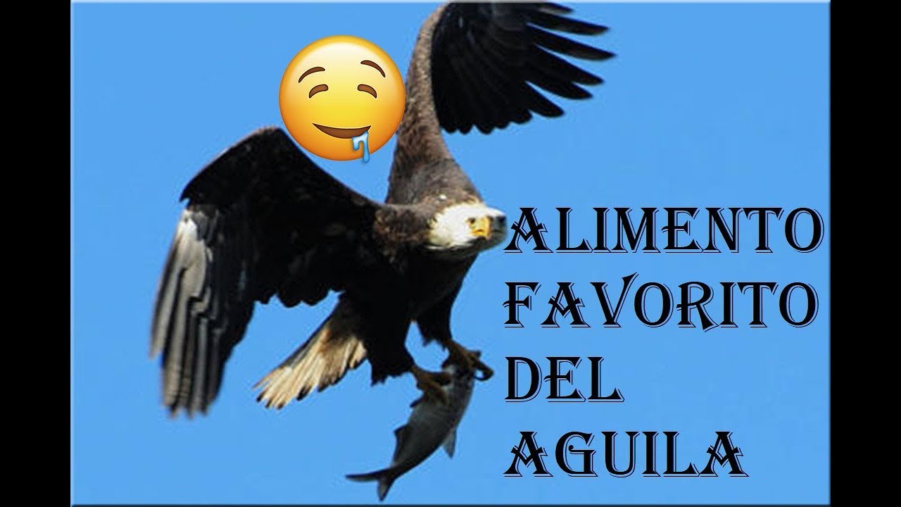 ¿Qué se alimentan las águilas?