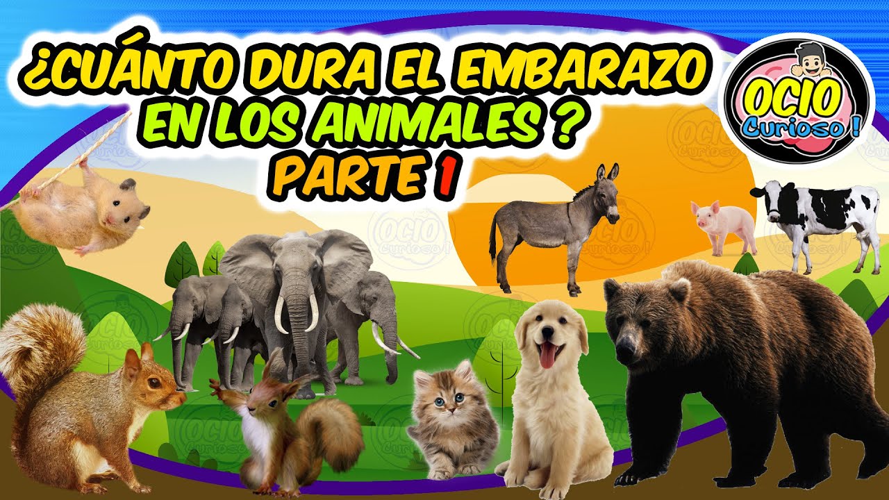 ¿Qué animal dura 12 meses de embarazo?