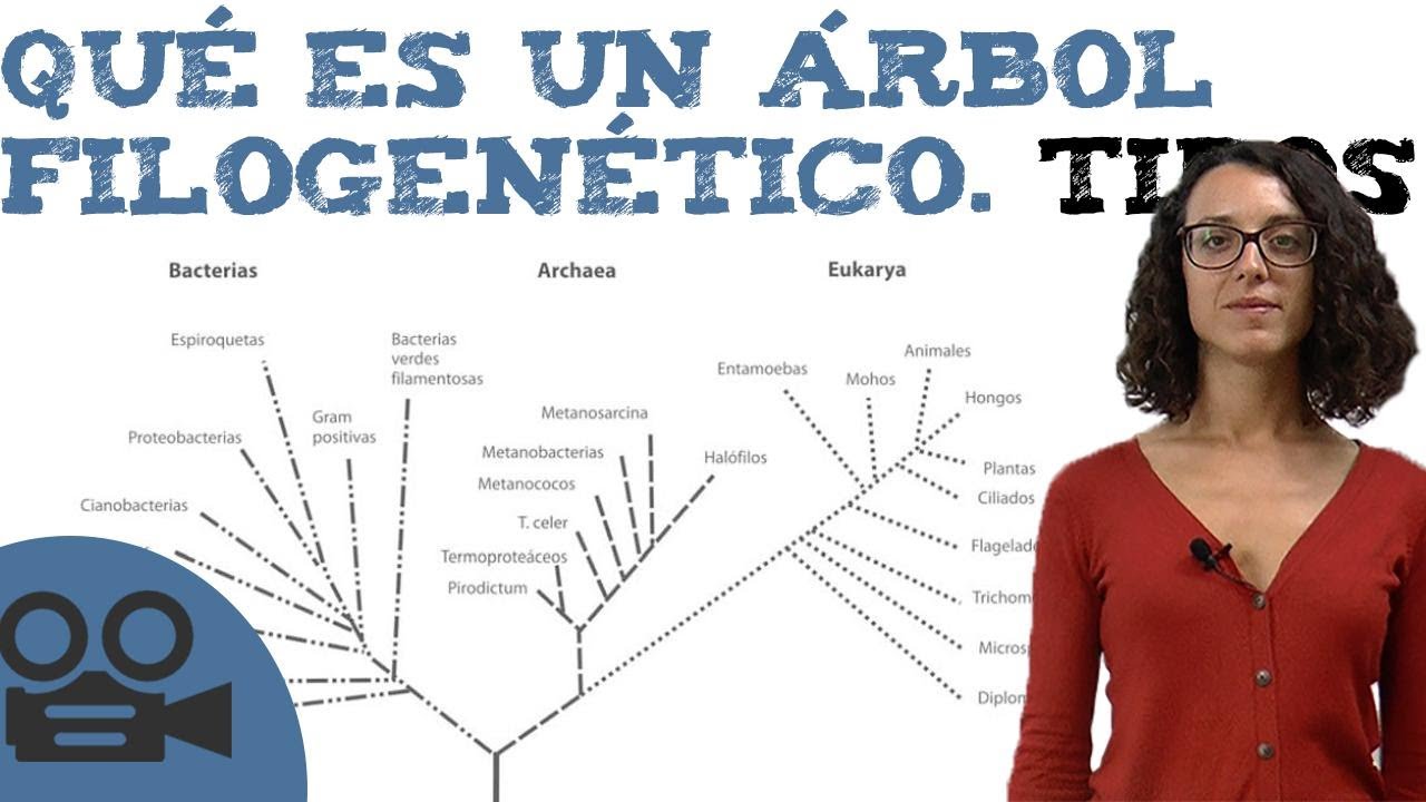 Guía completa para entender los árboles filogenéticos: estructura, tipos de nodos, métodos de construcción, interpretación de ramas y selección de marcadores moleculares