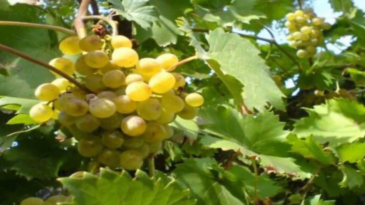 ¿Qué es la vid y los pámpanos?